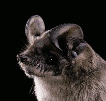 Tadarida brasiliensis