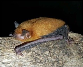 Myotis midastactus