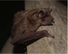 Tadarida brasiliensis