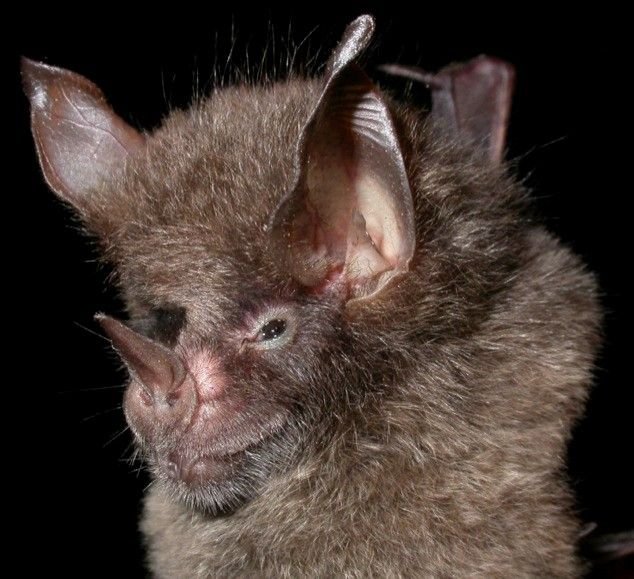 Madidi4