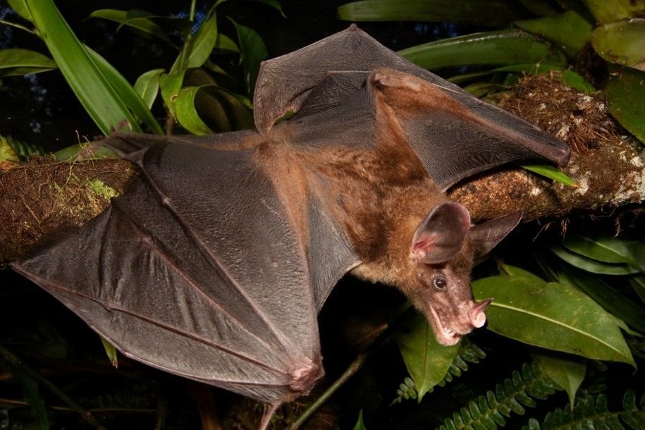 Madidi 7