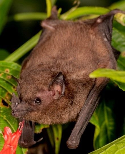 madidi 3