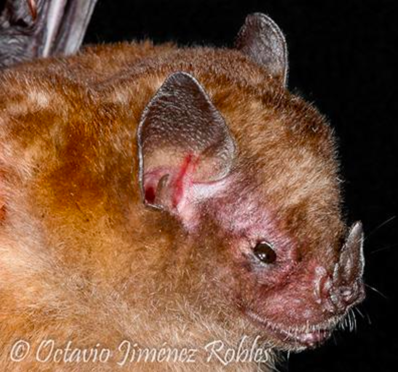 Sturnira erythromos