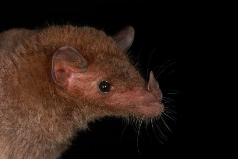 Anoura geoffroyi