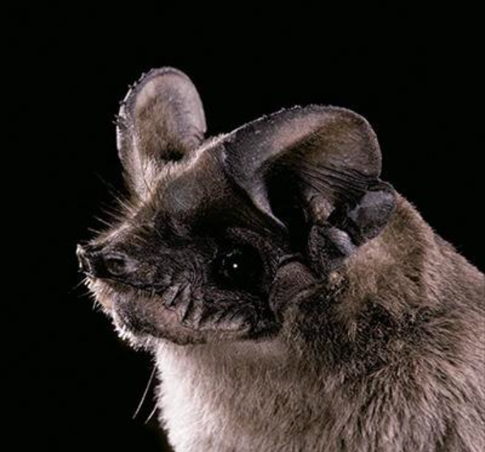 Tadarida brasiliensis