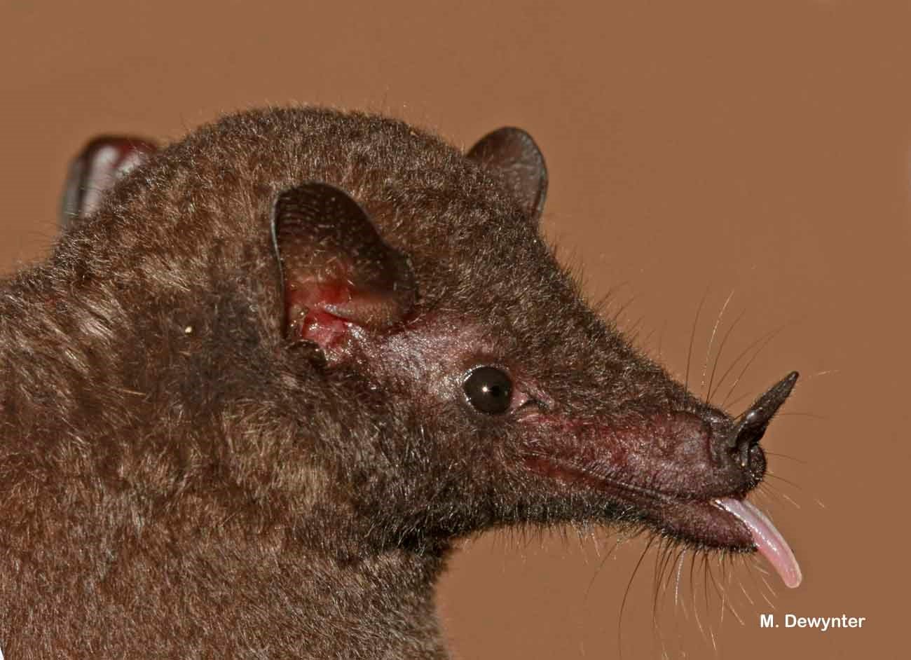 Choeroniscus minor A BO 014 Bosque de Porvenir