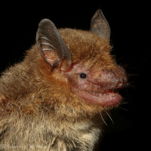 Eptesicus furinalis A BO 014 Bosque de Porvenir