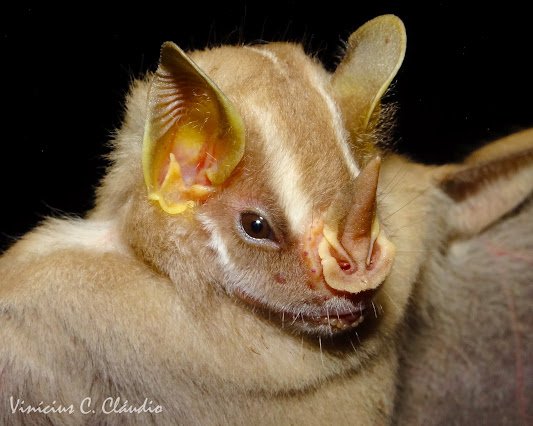 Platyrrhinus incarum A BO 014 Bosque de Porvenir