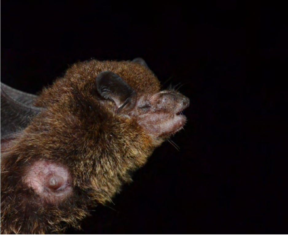 Eptesicus furinalis