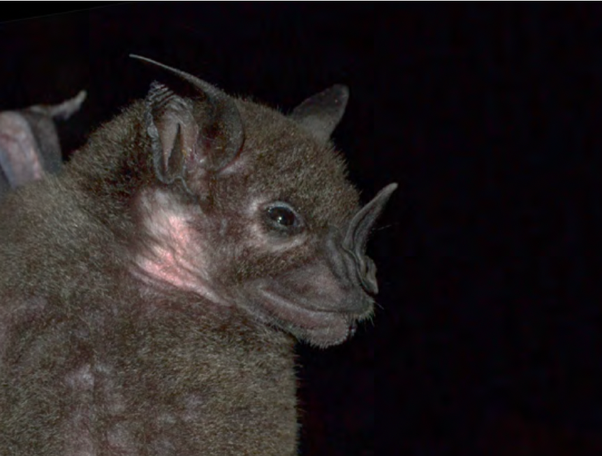Phyllostomus hastotus