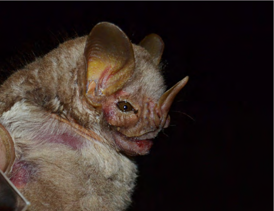 Pygodermo bilabiatum