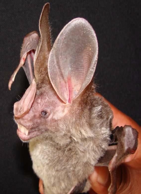 Tahuamanu 2