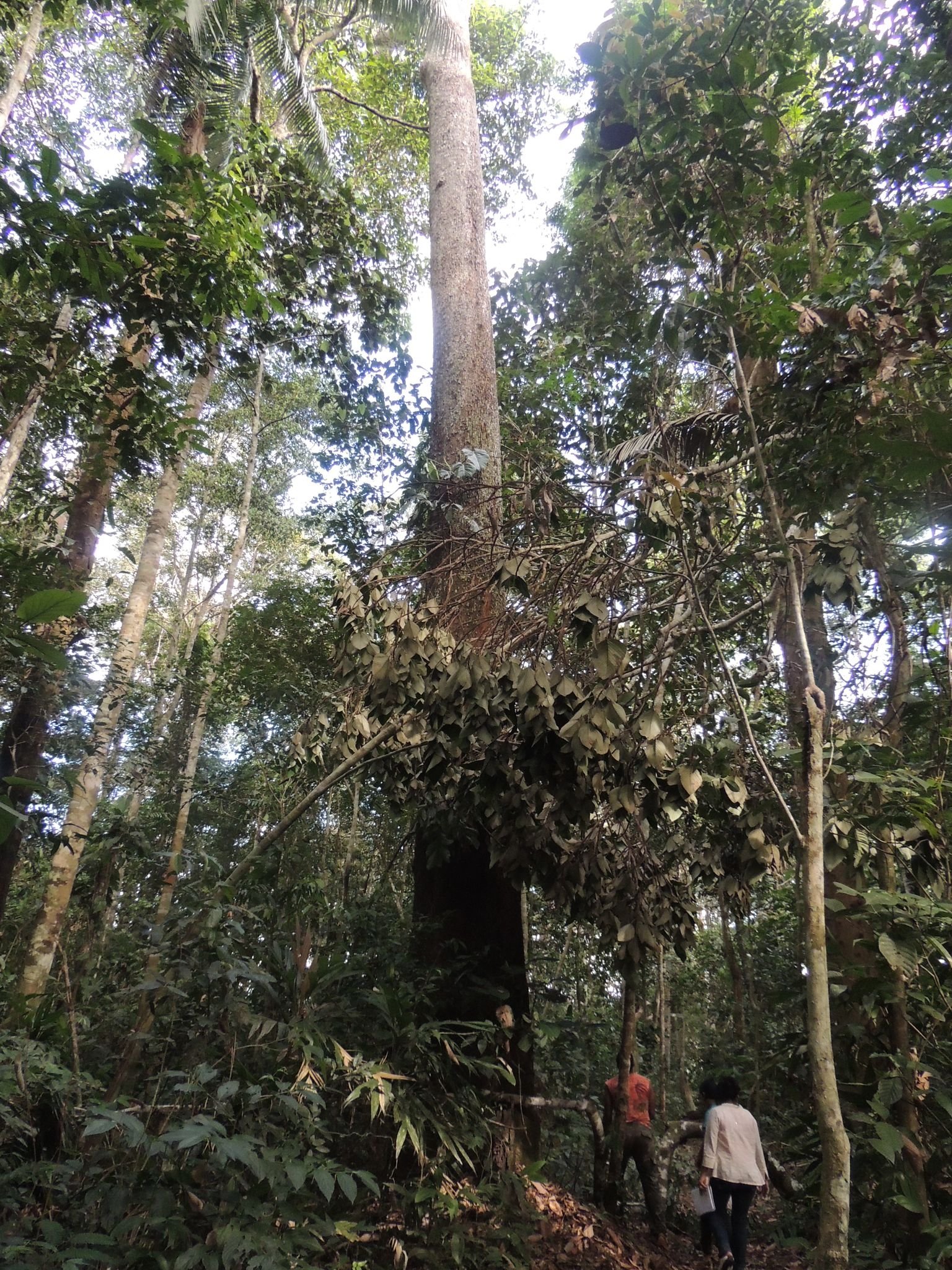 Tahuamanu 4