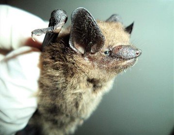 Eptesicus brasiliensis