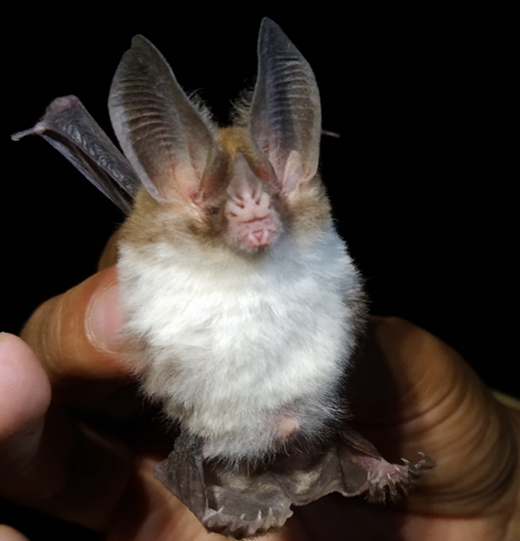 Micronycteris yatesi