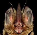 Lonchorhina aurita