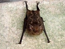 Saccopteryz bilineata