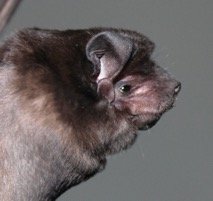 Promops davisoni