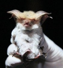 Histiotus montanus
