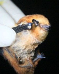 Lasiurus varius
