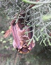Lasiurus villosissimus