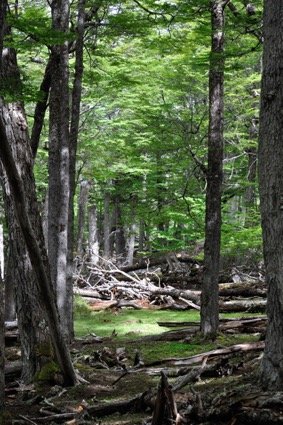 Bosques añosos de lenga y coigue de Magallanes. Foto G. Ossa 2017