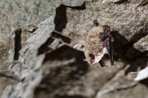 Myotis chiloensis