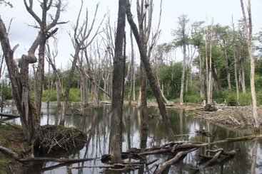 Represas de Castores especie introducida en la isla grande de tierra del fuego