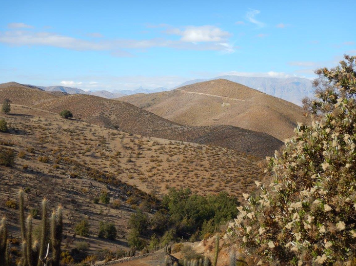 Bosque esclerofilo de quebrada