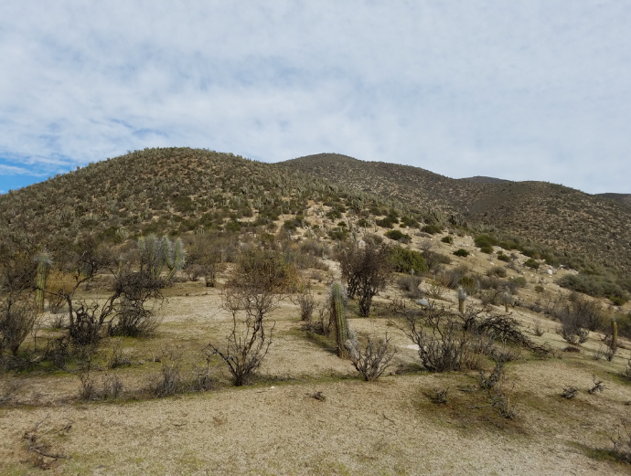 Matorral xerofítico