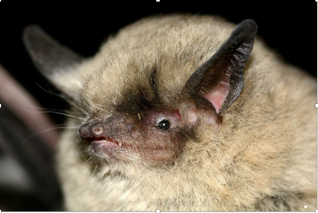 Myotis atacamensis