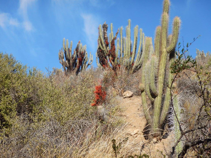 Paisaje de Cactus