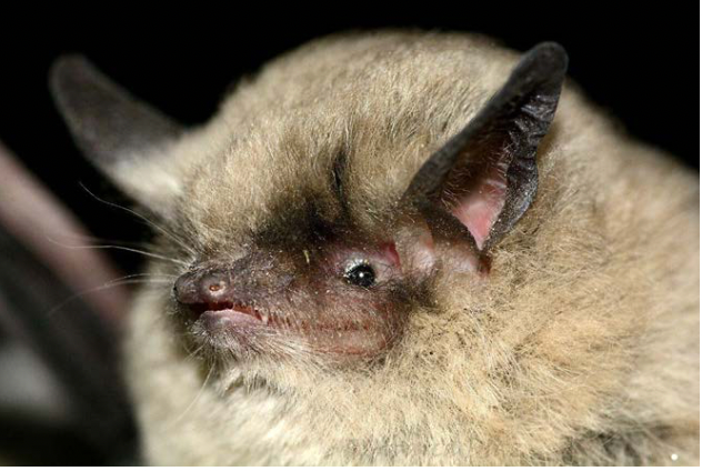 Myotis atacamensis