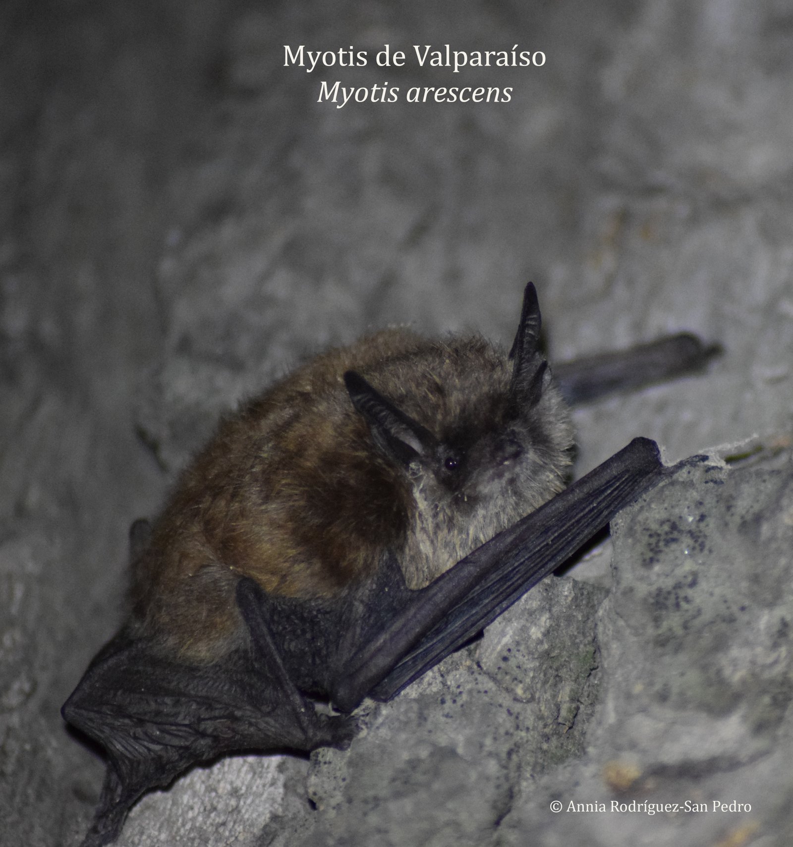 A Ch 011 Jardín Botánico Myotis arescens 3