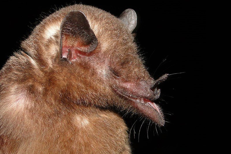 Anoura fistulata