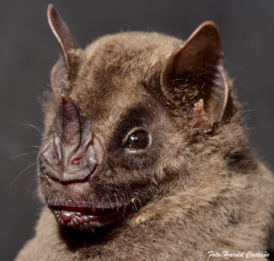 Platyrrhinus chocoensis