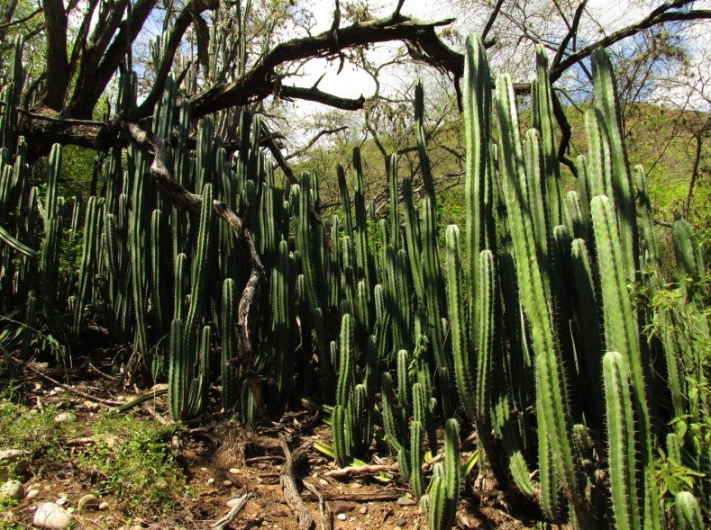 Comunidad de Stenocereus sp. ubicada en el área de influencia de la quebrada Los Fríos