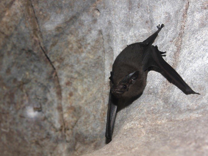 Peropteryx macrotis