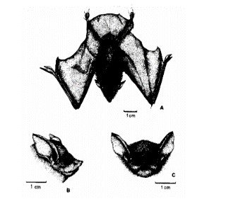 Saccopteryx antioquensis