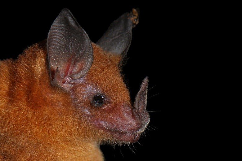 Trinycteris nicefori
