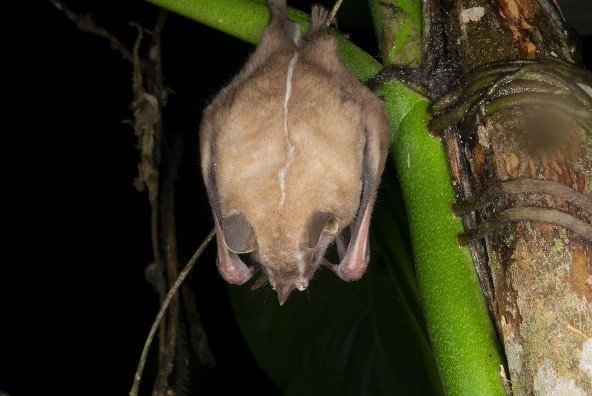 Vampyrodes major