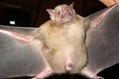 Manizales S aratathomasi