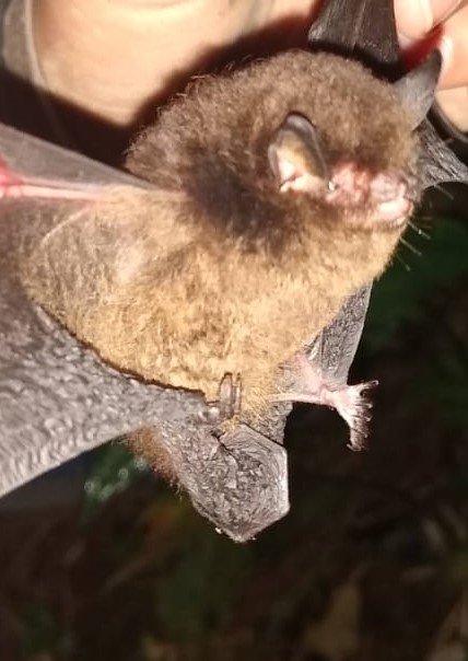 Myotis keaysi H.Ramírez Chaves A CO 008