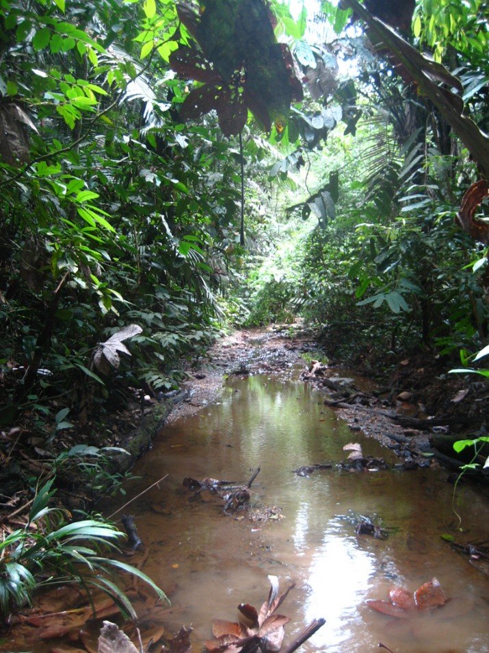 Caño la Tostada interior Bosque de la RN Riomanso