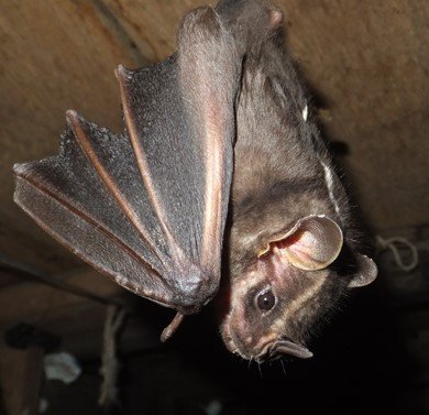 Platyrrhinus albericoi