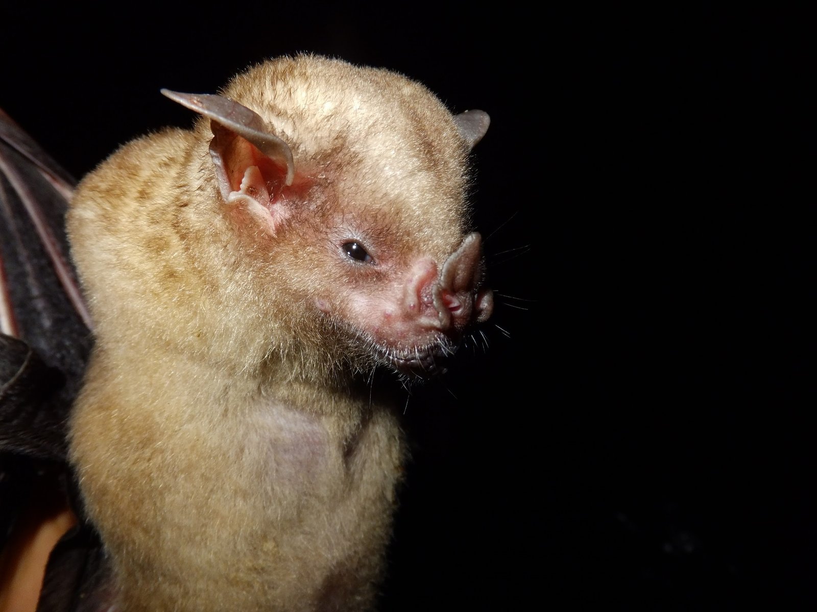 Sturnira aratathomasi