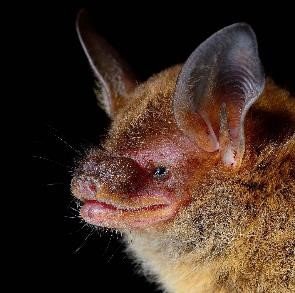 Bauerus dubiaquercus DE AM Brenes
