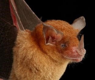 TRINYCTERIS NICEFORI DE BARRA HONDA