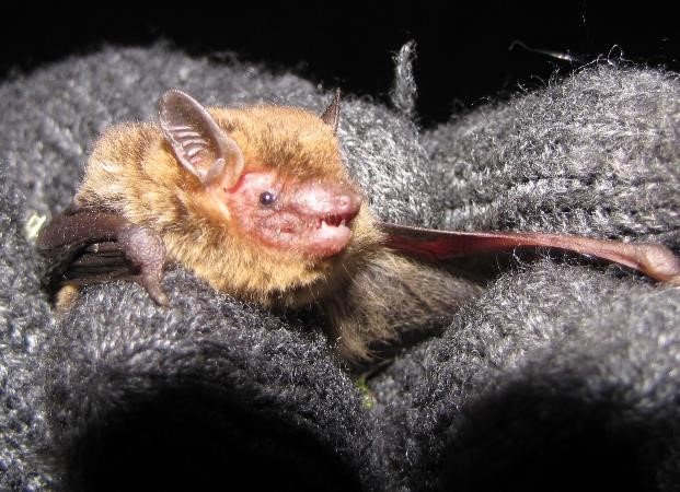 Eptesicus diminutus. Estancia El Molino Soriano