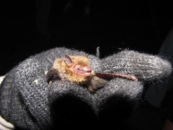 Eptesicus diminutus de Palmares
